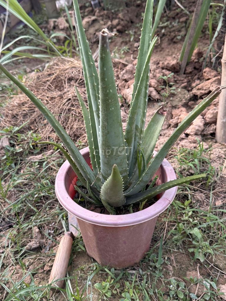 nha đam mỹ. Mua bán Cây cảnh, đồ trang trí tại Huyện Thường Tín Hà Nội được đăng bởi Dang quoc cuong hình 1