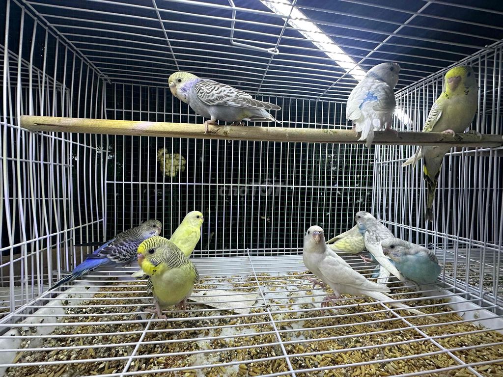 Chim Yến Phụng Hà Lan non và tơ. Mua bán Chim tại Huyện Trần Đề Sóc Trăng được đăng bởi Khang hình 1