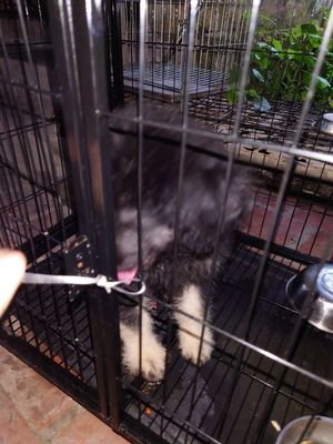 Chó Poodle lông xù 6 tháng