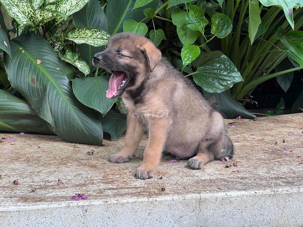 Chó Lai Golden Cỏ Lùn Nâu 2 tháng đã tiêm. Mua bán Chó tại Huyện Hòa Thành Tây Ninh được đăng bởi Phương hình 1