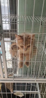 Mình cần bán gấp 2 bé mèo va 1 chuong.. Mua bán Mèo tại Huyện Hóc Môn Tp Hồ Chí Minh được đăng bởi Cuong hình 1