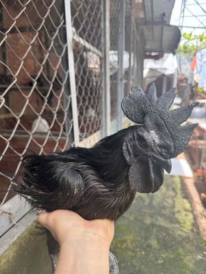 #gàmặtquỷ  thuần chủng. Mua bán Gà tại Thành phố Biên Hòa Đồng Nai được đăng bởi ĐỖ HUY QUANG