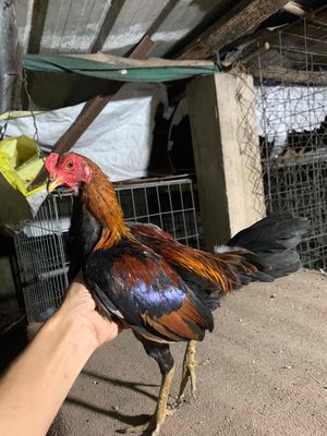 asiu cuban. Mua bán Gà tại Huyện Hóc Môn Tp Hồ Chí Minh được đăng bởi gà tre 