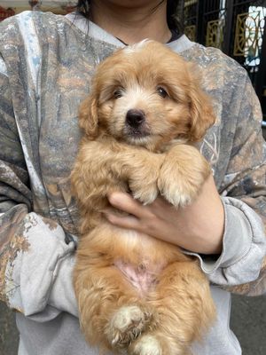 Poodle lai nhà đẻ 3 tháng tuổi, đủ 3 mũi. Mua bán Chó tại Thành phố Biên Hòa Đồng Nai được đăng bởi Hân37 Phạm