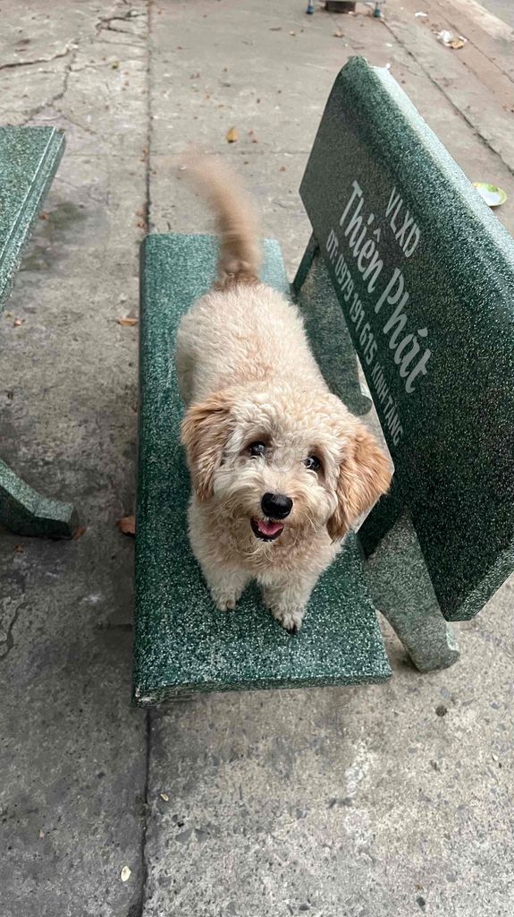 Chó Poodle cái 2 tuổi. Mua bán Chó tại Thành phố Thủ Dầu Một Bình Dương được đăng bởi Hưng Kp hình 1
