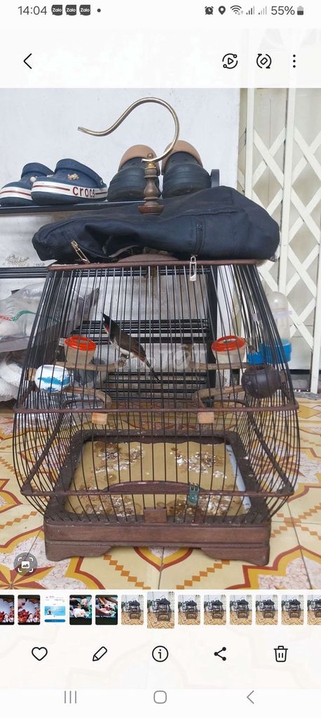 Chim chào mào Indo. Mua bán Chim tại Quận Hai Bà Trưng Hà Nội được đăng bởi Thủy  hình 1