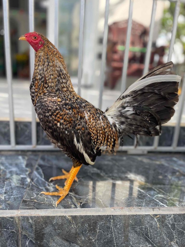 cú cuban mỹ 1kg5 f1 .. Mua bán Gà tại Quận Ninh Kiều Cần Thơ được đăng bởi Chuyên gà đá  hình 1