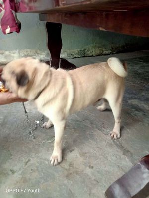 Chó Pug Đực Vàng Kem 8kg Đã tiêm phòng