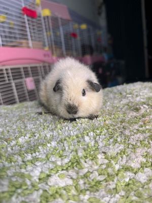 Teddy cali đực mặt ngắn. Mua bán Thú cưng khác tại Huyện Cờ Đỏ Cần Thơ được đăng bởi Nông Trại Gu Thích Thú 