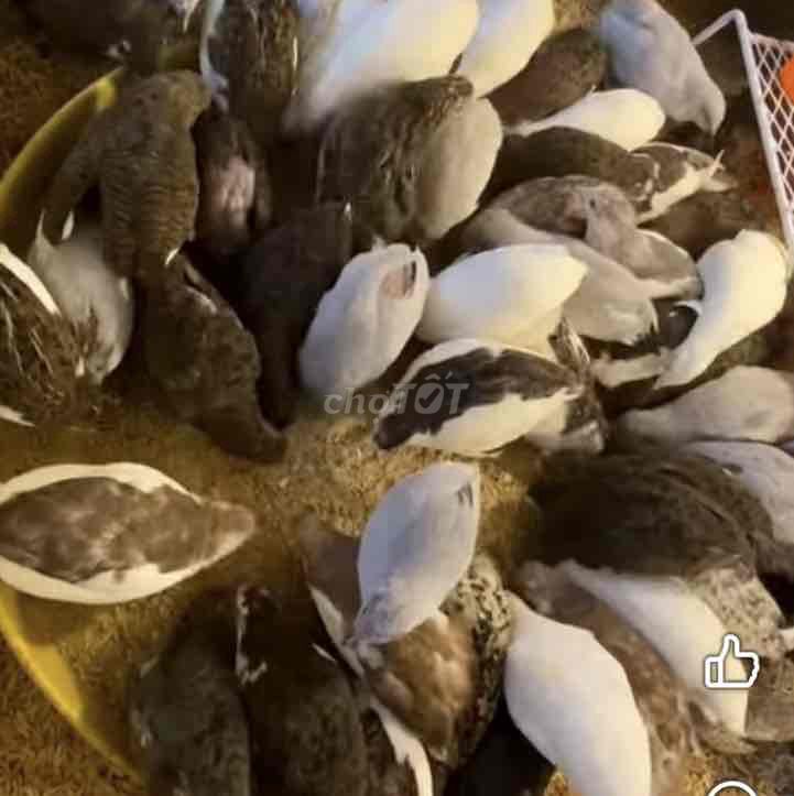 Gà Rutin mắn đẻ. Mua bán Gà tại Quận Nam Từ Liêm Hà Nội được đăng bởi Phan Thị Quỳnh Ho hình 1