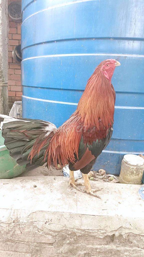 Gà đều 2,5kg lớp 6 thành công. Mua bán Gà tại Quận Bình Thuỷ Cần Thơ được đăng bởi nguyen van hien hình 1