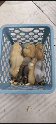 Chuột Hamster WW 1 tháng