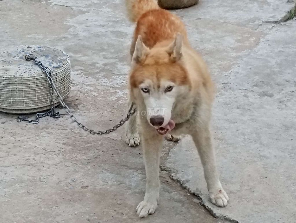 Chó Husky Đực Nâu Trắng Lông bóng dợn. Mua bán Chó tại Thành phố Tây Ninh Tây Ninh được đăng bởi Nhân Rottweiler  hình 1