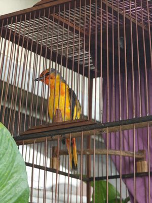 Chim HT dạn hót hay. Mua bán Chim tại Quận 4 Tp Hồ Chí Minh được đăng bởi Tabana