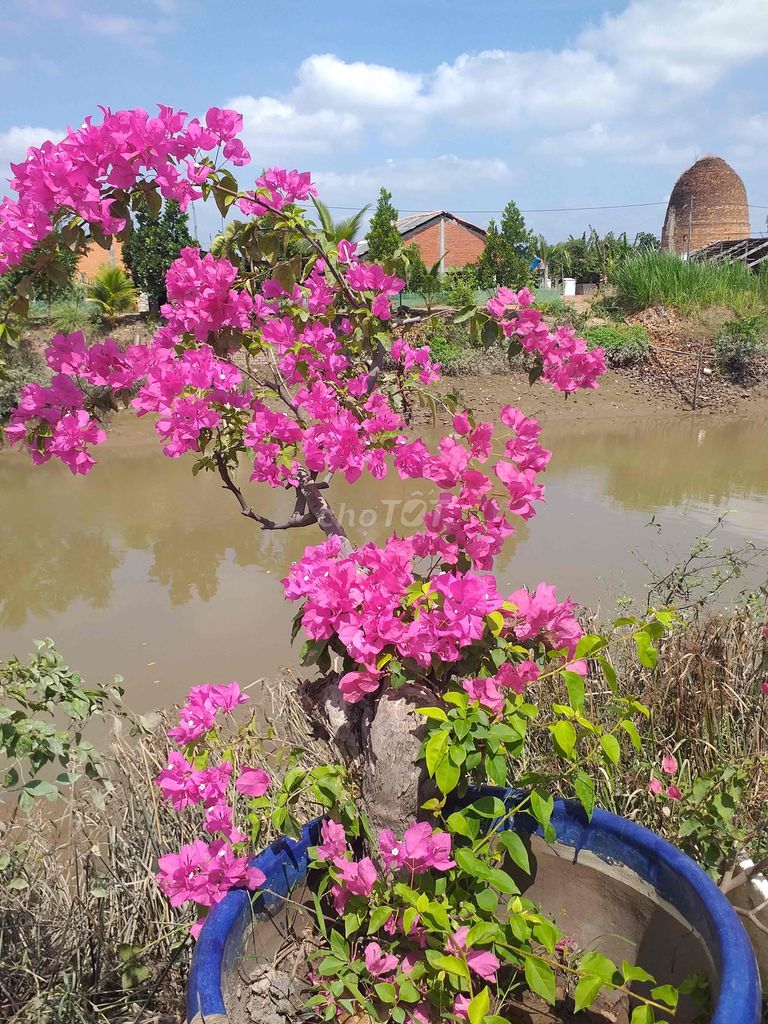 cần thanh lý hoa giay nhiều loai