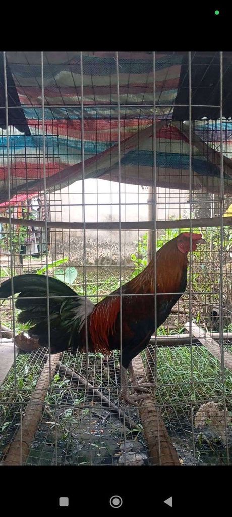 Gà chọi trống 2.8kg đen đỏ. Mua bán Gà tại Huyện Châu Thành Bến Tre được đăng bởi Công  hình 1