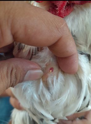 bướm asil mỹ. Mua bán Gà tại Quận Ninh Kiều Cần Thơ được đăng bởi trần minh vương