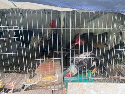 Bán gà tre. Mua bán Gà tại Thành phố Thái Bình Thái Bình được đăng bởi minh tuan