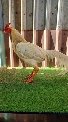 ÚA Thái Mỷ 2kg4 , sôi bội , thanh lí , cản mái. Mua bán Gà tại Quận 8 Tp Hồ Chí Minh được đăng bởi chuyên cung cấp gà tre F1