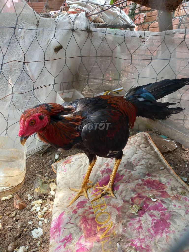 Gà xác 1.5kg ae thịt alo. Mua bán Gà tại Thành phố Biên Hòa Đồng Nai được đăng bởi kêdâumiênnamđôngnai hình 1