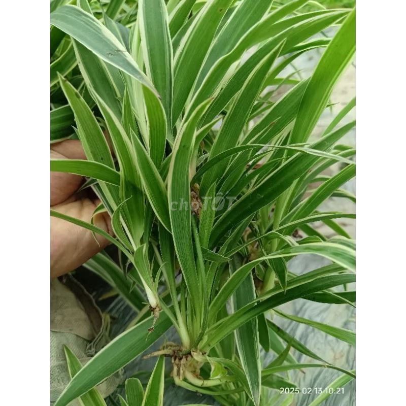 CỎ LAN CHI ( giỏ treo xinh xinh )