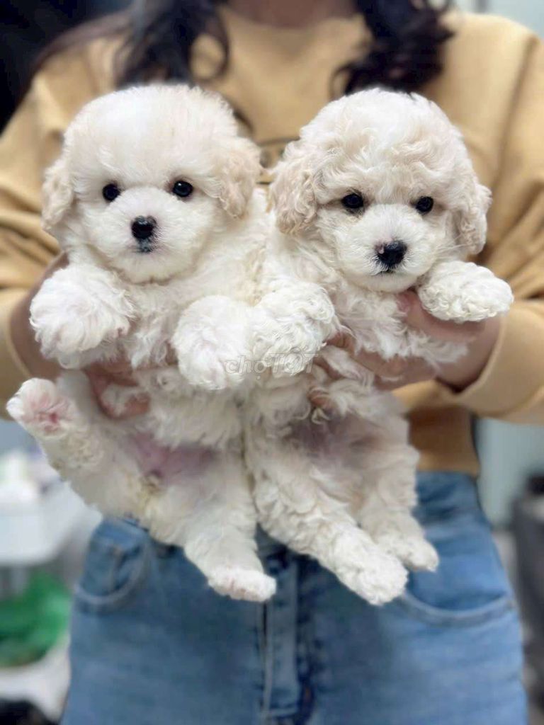 Chó Poodle Trắng Đực Cái 2 tháng Lông xoăn. Mua bán Chó tại Quận 6 Tp Hồ Chí Minh được đăng bởi Thomnguyen hình 1