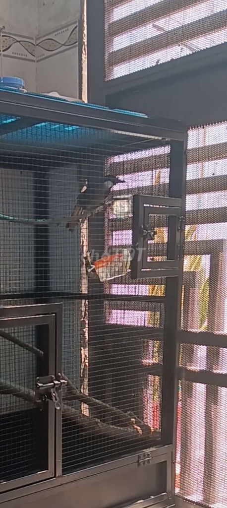 Chim đen trắng bạc mái . Mua bán Chim tại Quận 12 Tp Hồ Chí Minh được đăng bởi quach tinh hình 1