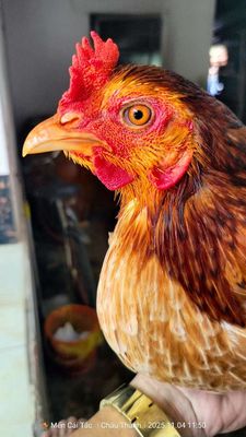 Gà mái khét mồng vua đứng tại. Mua bán Gà tại Quận Cái Răng Cần Thơ được đăng bởi Mến Cái Tắc 