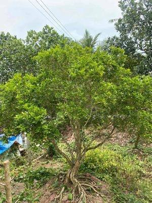 Cây Nguyệt Quế hoành 55. Mua bán Cây cảnh, đồ trang trí tại Huyện Châu Thành Đồng Tháp được đăng bởi minh hoang