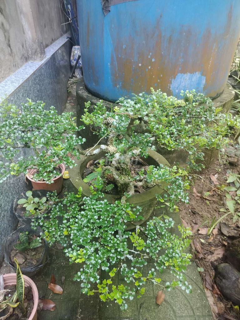 Cây cảnh Cây sanh nhỏ trang trí Xanh lá. Mua bán Cây cảnh, đồ trang trí tại Huyện Mỏ Cày Nam Bến Tre được đăng bởi Dov hình 1