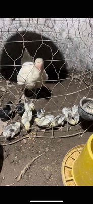 bạch nhạn. Mua bán Gà tại Huyện Chương Mỹ Hà Nội được đăng bởi Phan Anh