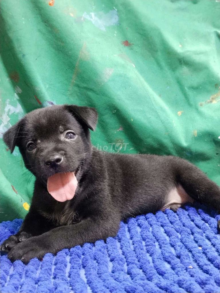 Labrador lai đen đực thân thiện. Mua bán Chó tại Quận Bình Tân Tp Hồ Chí Minh được đăng bởi Nguyễn Hằng hình 1