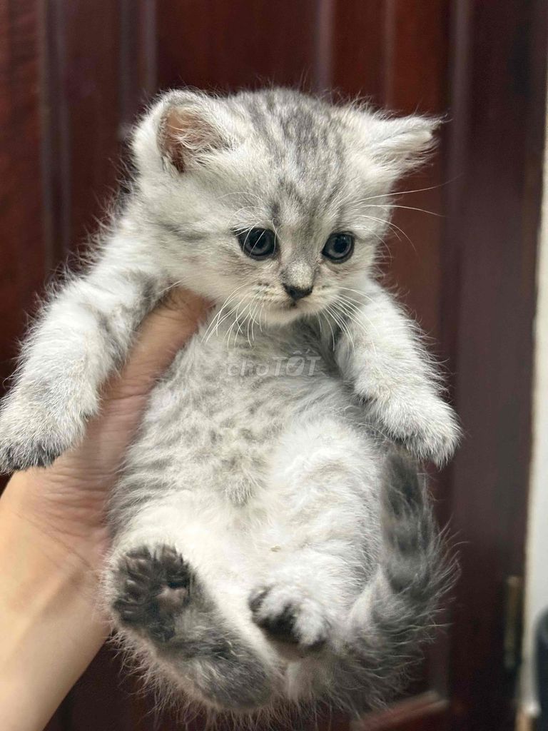 Mèo Anh lông ngắn, dài. Mua bán Mèo tại Quận 10 Tp Hồ Chí Minh được đăng bởi Hà Nguyễn hình 1