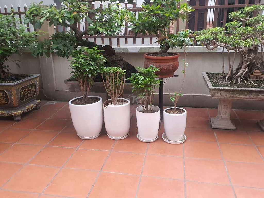 Cây hạnh phúc đang phát triển tốt. Mua bán Cây cảnh, đồ trang trí tại Huyện Mê Linh Hà Nội được đăng bởi Bàng hình 1