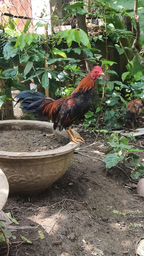Gà tre Bắc Tít trống 4-5 tháng tuổi đã gáy . Mua bán Gà tại Huyện Đan Phượng Hà Nội được đăng bởi Nguyễn Viết Dương  hình 1