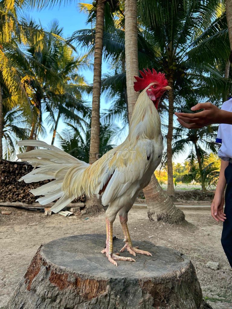 Gà Bướm Thái trống 3kg khỏe mạnh. Mua bán Gà tại Huyện Trà Ôn Vĩnh Long được đăng bởi Vulam hình 1