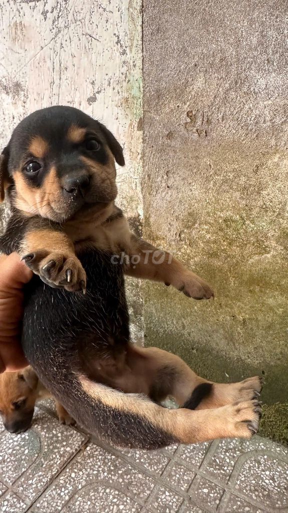 Cần tìm chủ mới cho đàn cún cực khôn. Mua bán Chó tại Thành phố Thủ Đức Tp Hồ Chí Minh được đăng bởi Mây hình 1