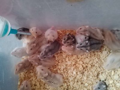 Chuột hamster baby winter white. Mua bán Thú cưng khác tại Quận 12 Tp Hồ Chí Minh được đăng bởi Trần Thị Lài