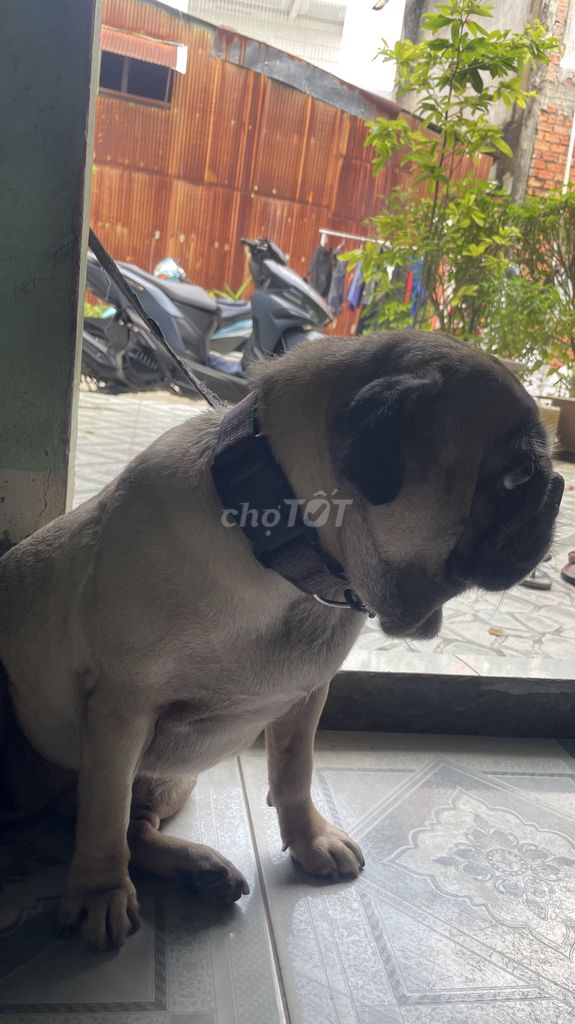 Chó Pug Cái Nâu. Mua bán Chó tại Thành phố Cà Mau Cà Mau được đăng bởi Nguyen truong son hình 1
