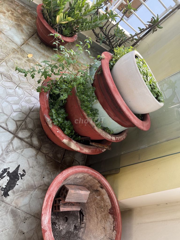 Chậu cây Lớn Đỏ . Mua bán Cây cảnh, đồ trang trí tại Quận 10 Tp Hồ Chí Minh được đăng bởi Chị Linh Lan  hình 1