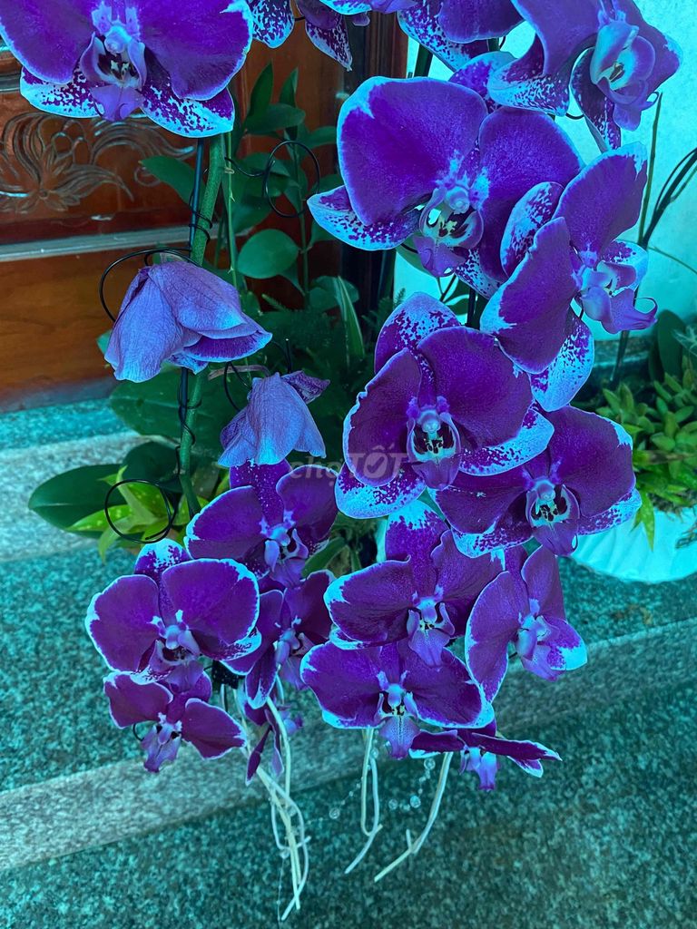 Hai chậu lan Hồ Điệp , giá cả hai chậu 900k ạ. Mua bán Cây cảnh, đồ trang trí tại Thành phố Thanh Hóa Thanh Hóa được đăng bởi anh quynh hình 1