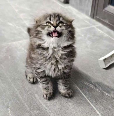 Mèo ald tai cụp tìm nhà mới. Mua bán Mèo tại Quận Bắc Từ Liêm Hà Nội được đăng bởi Hương Lan