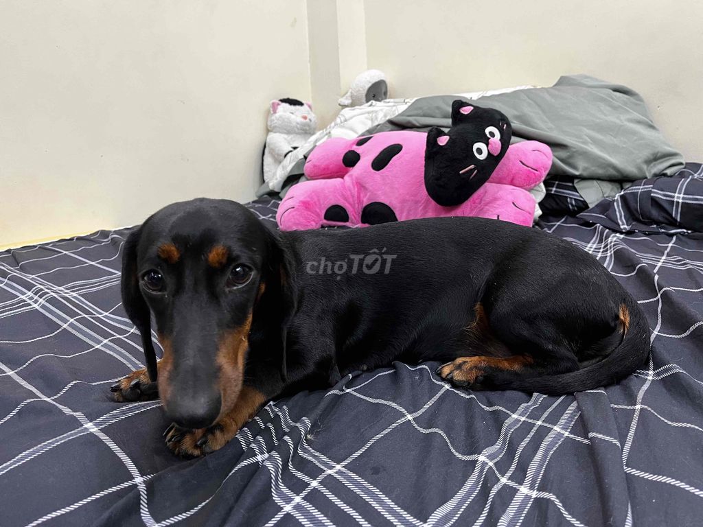 Chó Dachshund cái. Mua bán Chó tại Quận Hoàng Mai Hà Nội được đăng bởi Ái Linh hình 1