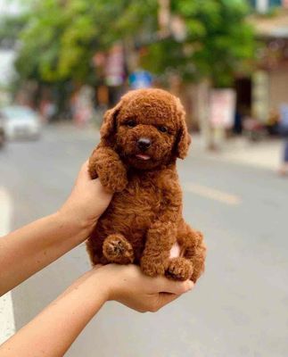 chó cún Siêu quậy cần tìm nhà mới ạ4