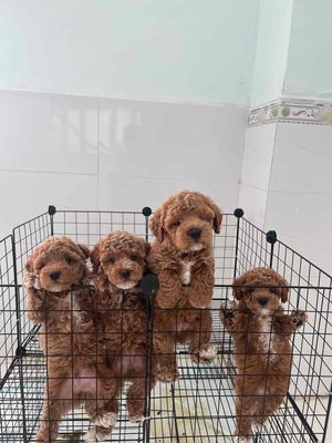Chó Poodle Nâu 1 mũi đã tẩy giun
