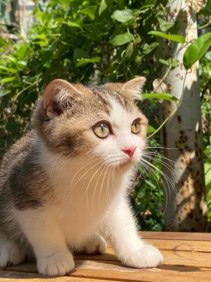 BIGOL TAI CỤP