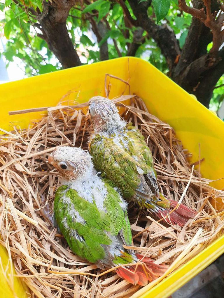 Chim Greencheek Pineapple Baby. Mua bán Chim tại Quận Phú Nhuận Tp Hồ Chí Minh được đăng bởi Chim Vẹt Cảnh TPHCM hình 1