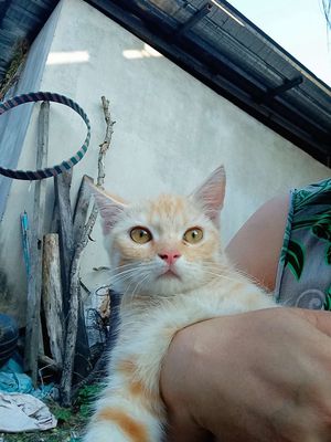 Mèo Anh lông ngắn 3 tháng tuổi