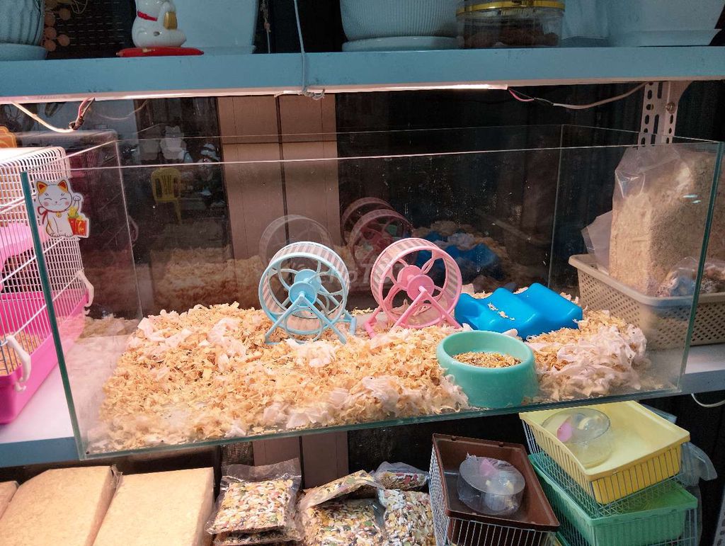 Bể kính nuôi hamster 70x35x30cm. Mua bán Phụ kiện, Thức ăn, Dịch vụ tại Quận Hoàng Mai Hà Nội được đăng bởi Nguyễn Trung Thành hình 1