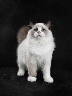 Mèo Ragdoll cái 4 tháng